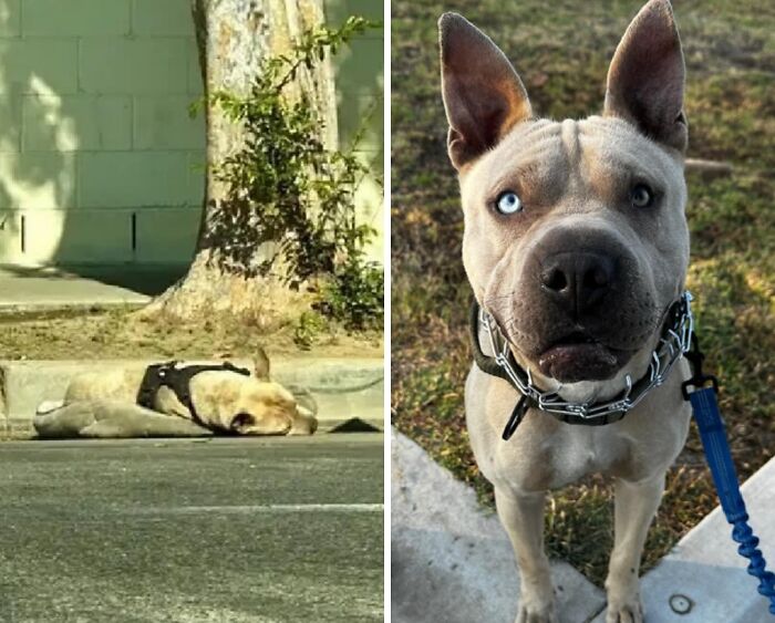 32 Before-And-After Photos That Show How Rescue Dogs’ Lives Were Completely Transformed 32 Before-And-After Photos That Show How Rescue Dogs’ Lives Were Completely Transformed