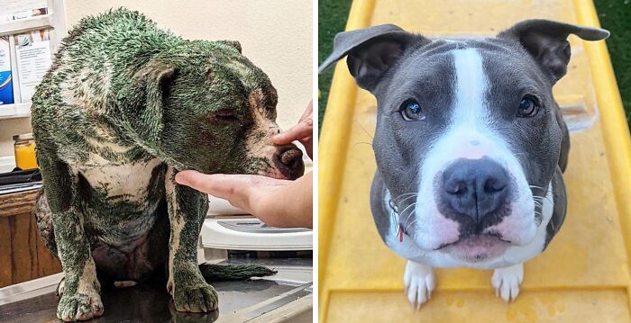 32 Before-And-After Photos That Show How Rescue Dogs’ Lives Were Completely Transformed 32 Before-And-After Photos That Show How Rescue Dogs’ Lives Were Completely Transformed