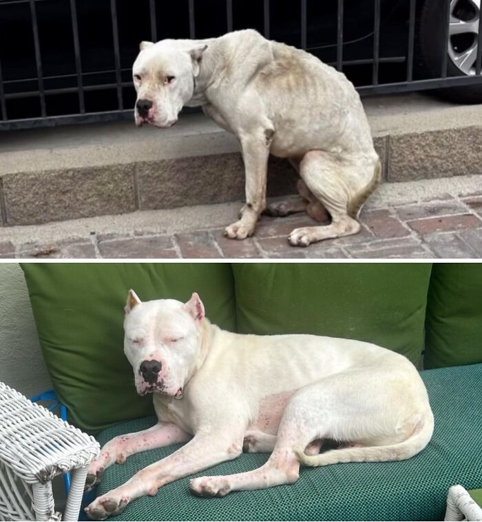 32 Before-And-After Photos That Show How Rescue Dogs’ Lives Were Completely Transformed 32 Before-And-After Photos That Show How Rescue Dogs’ Lives Were Completely Transformed