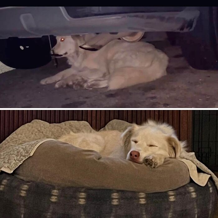 32 Before-And-After Photos That Show How Rescue Dogs’ Lives Were Completely Transformed 32 Before-And-After Photos That Show How Rescue Dogs’ Lives Were Completely Transformed