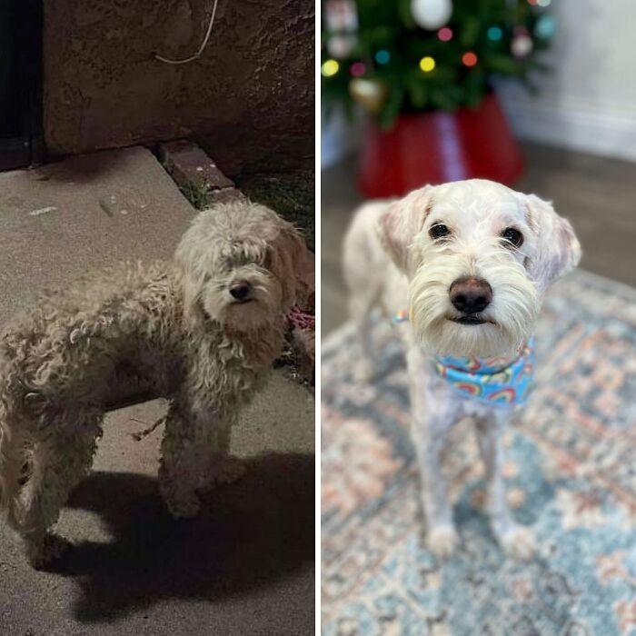 32 Before-And-After Photos That Show How Rescue Dogs’ Lives Were Completely Transformed 32 Before-And-After Photos That Show How Rescue Dogs’ Lives Were Completely Transformed