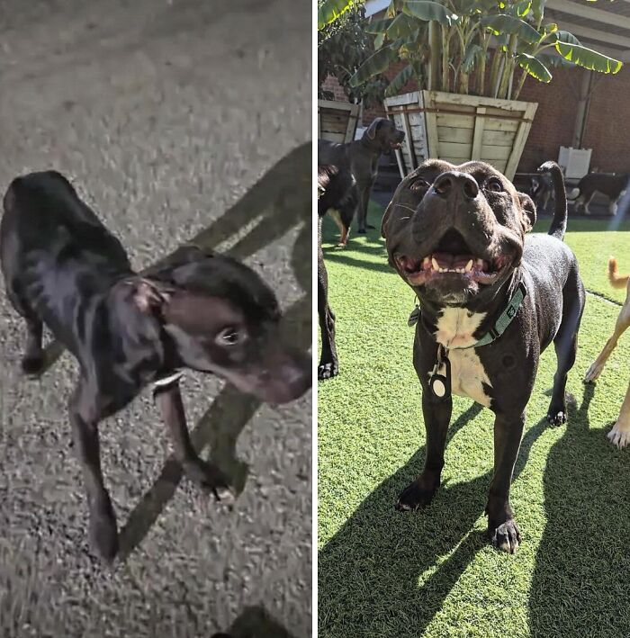 32 Before-And-After Photos That Show How Rescue Dogs’ Lives Were Completely Transformed 32 Before-And-After Photos That Show How Rescue Dogs’ Lives Were Completely Transformed