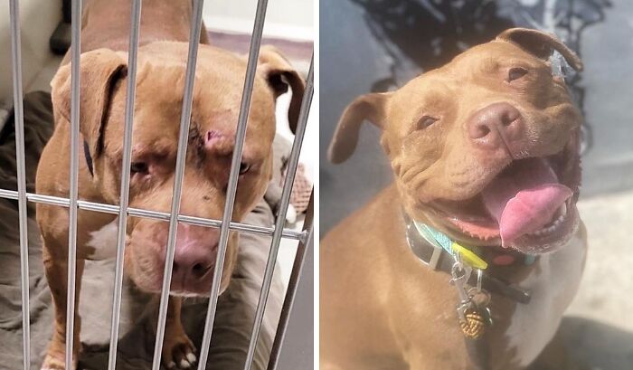 32 Before-And-After Photos That Show How Rescue Dogs’ Lives Were Completely Transformed 32 Before-And-After Photos That Show How Rescue Dogs’ Lives Were Completely Transformed