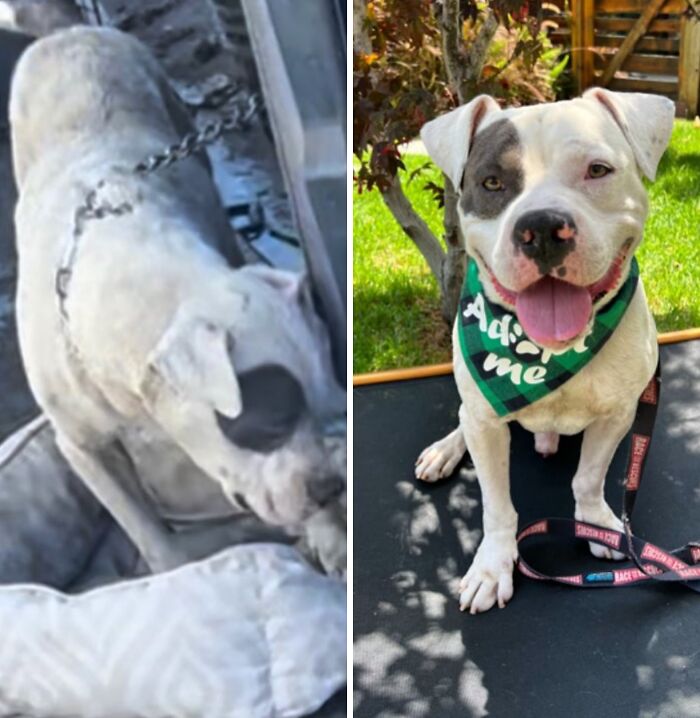 32 Before-And-After Photos That Show How Rescue Dogs’ Lives Were Completely Transformed 32 Before-And-After Photos That Show How Rescue Dogs’ Lives Were Completely Transformed