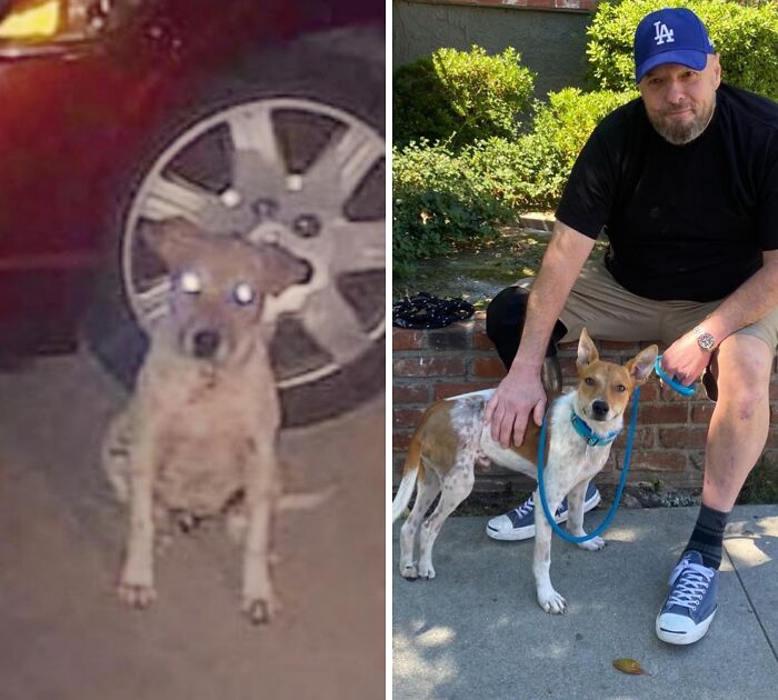 32 Before-And-After Photos That Show How Rescue Dogs’ Lives Were Completely Transformed 32 Before-And-After Photos That Show How Rescue Dogs’ Lives Were Completely Transformed