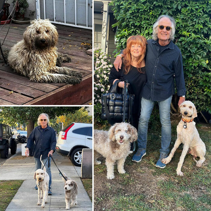 32 Before-And-After Photos That Show How Rescue Dogs’ Lives Were Completely Transformed 32 Before-And-After Photos That Show How Rescue Dogs’ Lives Were Completely Transformed