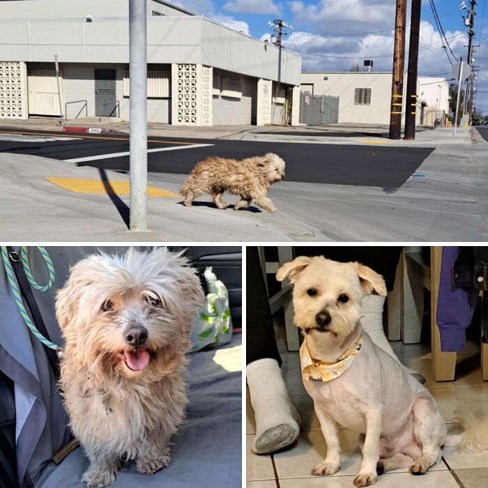 32 Before-And-After Photos That Show How Rescue Dogs’ Lives Were Completely Transformed 32 Before-And-After Photos That Show How Rescue Dogs’ Lives Were Completely Transformed