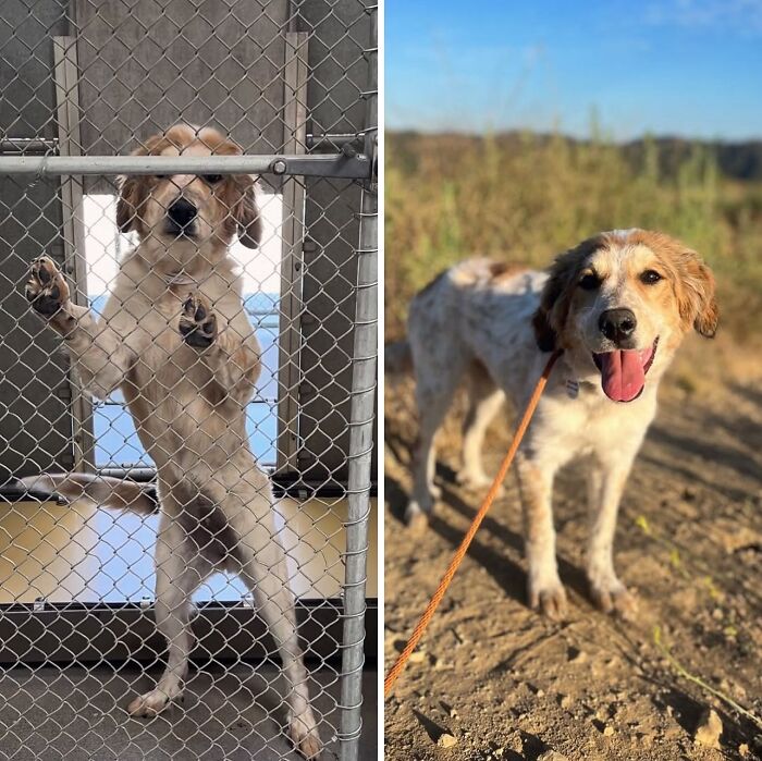 32 Before-And-After Photos That Show How Rescue Dogs’ Lives Were Completely Transformed 32 Before-And-After Photos That Show How Rescue Dogs’ Lives Were Completely Transformed