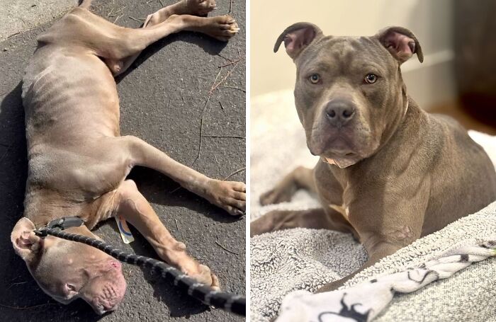 32 Before-And-After Photos That Show How Rescue Dogs’ Lives Were Completely Transformed 32 Before-And-After Photos That Show How Rescue Dogs’ Lives Were Completely Transformed