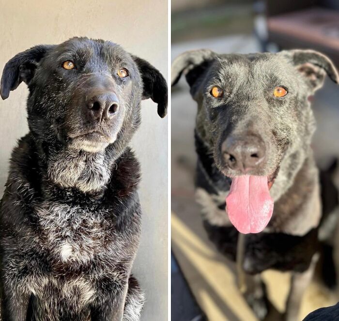 32 Before-And-After Photos That Show How Rescue Dogs’ Lives Were Completely Transformed 32 Before-And-After Photos That Show How Rescue Dogs’ Lives Were Completely Transformed