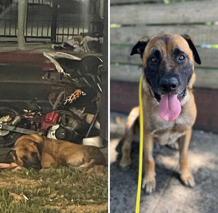 32 Before-And-After Photos That Show How Rescue Dogs’ Lives Were Completely Transformed 32 Before-And-After Photos That Show How Rescue Dogs’ Lives Were Completely Transformed
