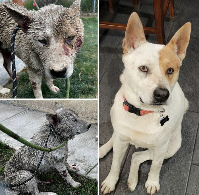 32 Before-And-After Photos That Show How Rescue Dogs’ Lives Were Completely Transformed 32 Before-And-After Photos That Show How Rescue Dogs’ Lives Were Completely Transformed