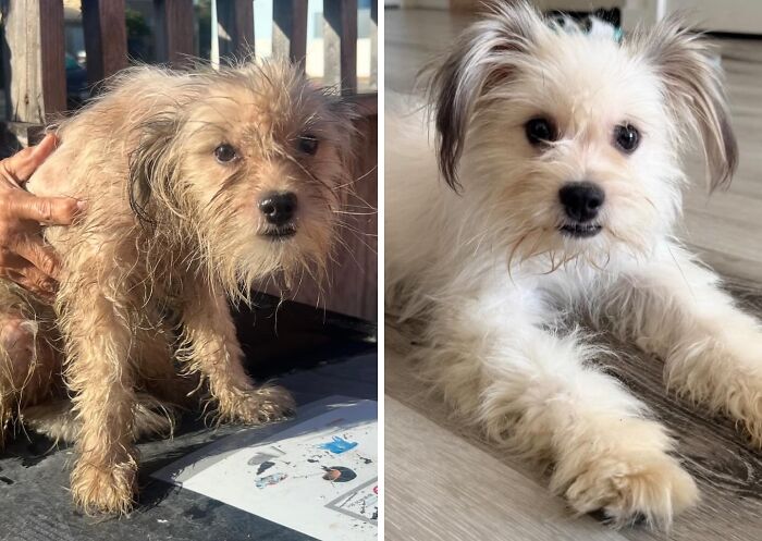 32 Before-And-After Photos That Show How Rescue Dogs’ Lives Were Completely Transformed 32 Before-And-After Photos That Show How Rescue Dogs’ Lives Were Completely Transformed