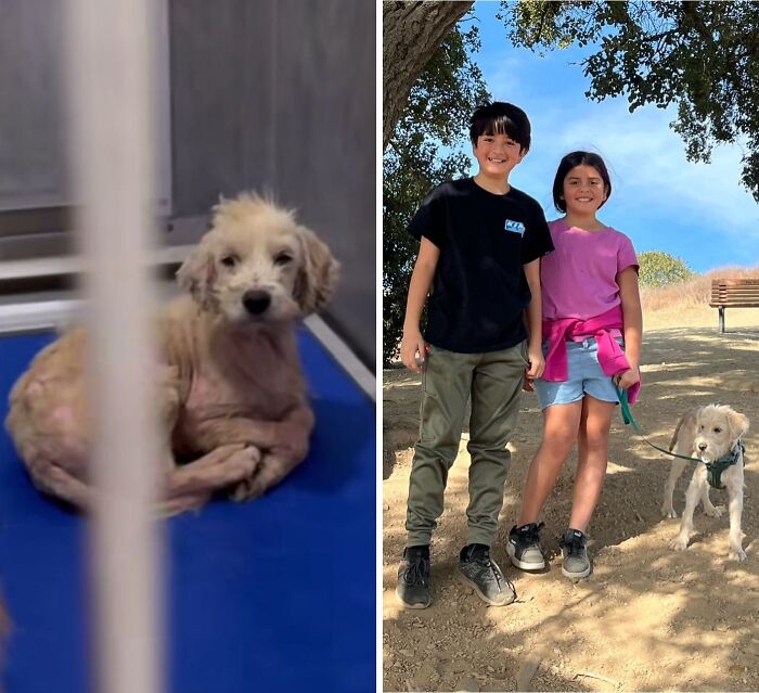 32 Before-And-After Photos That Show How Rescue Dogs’ Lives Were Completely Transformed 32 Before-And-After Photos That Show How Rescue Dogs’ Lives Were Completely Transformed