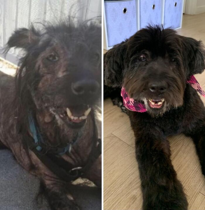 32 Before-And-After Photos That Show How Rescue Dogs’ Lives Were Completely Transformed 32 Before-And-After Photos That Show How Rescue Dogs’ Lives Were Completely Transformed