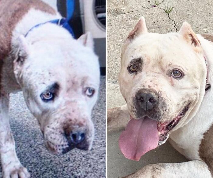 32 Before-And-After Photos That Show How Rescue Dogs’ Lives Were Completely Transformed 32 Before-And-After Photos That Show How Rescue Dogs’ Lives Were Completely Transformed