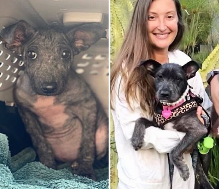 32 Before-And-After Photos That Show How Rescue Dogs’ Lives Were Completely Transformed 32 Before-And-After Photos That Show How Rescue Dogs’ Lives Were Completely Transformed