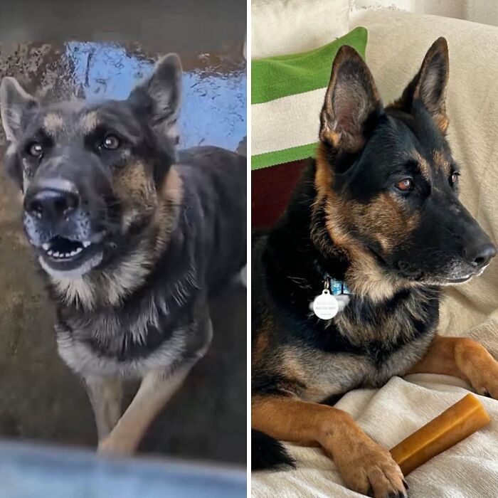 32 Before-And-After Photos That Show How Rescue Dogs’ Lives Were Completely Transformed 32 Before-And-After Photos That Show How Rescue Dogs’ Lives Were Completely Transformed