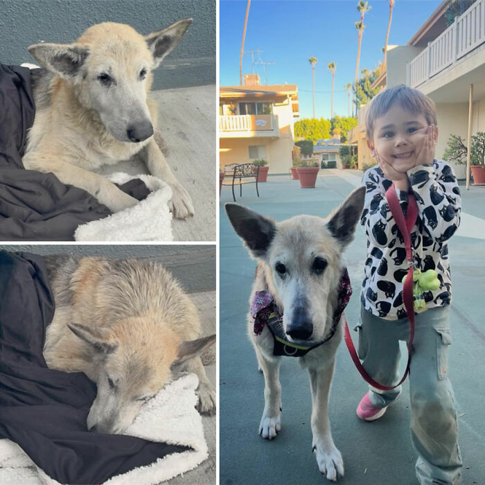 32 Before-And-After Photos That Show How Rescue Dogs’ Lives Were Completely Transformed 32 Before-And-After Photos That Show How Rescue Dogs’ Lives Were Completely Transformed