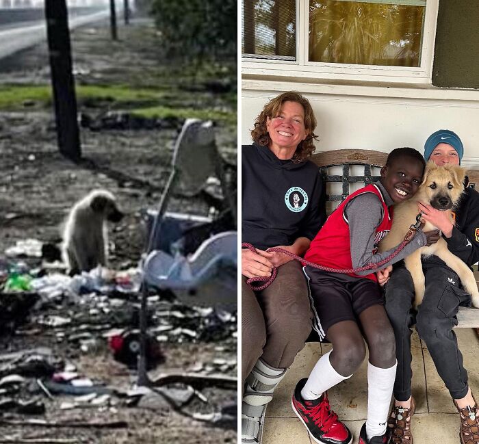 32 Before-And-After Photos That Show How Rescue Dogs’ Lives Were Completely Transformed 32 Before-And-After Photos That Show How Rescue Dogs’ Lives Were Completely Transformed