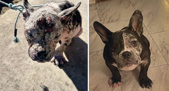 32 Before-And-After Photos That Show How Rescue Dogs’ Lives Were Completely Transformed 32 Before-And-After Photos That Show How Rescue Dogs’ Lives Were Completely Transformed