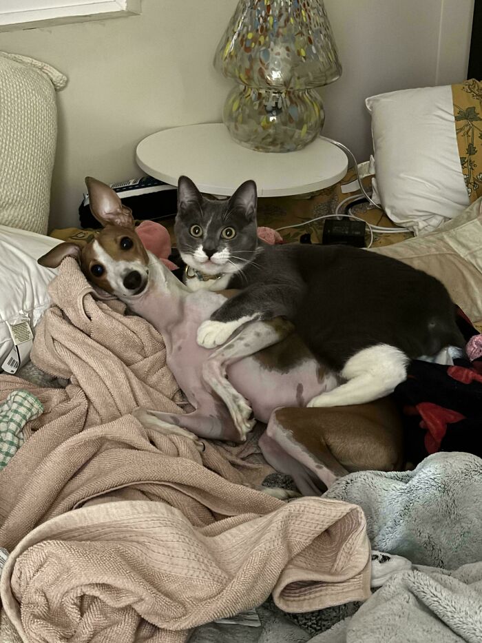 48 Adorably Silly Images Of Italian Greyhounds That Prove Why Everyone Is Obsessed With Them 48 Adorably Silly Images Of Italian Greyhounds That Prove Why Everyone Is Obsessed With Them