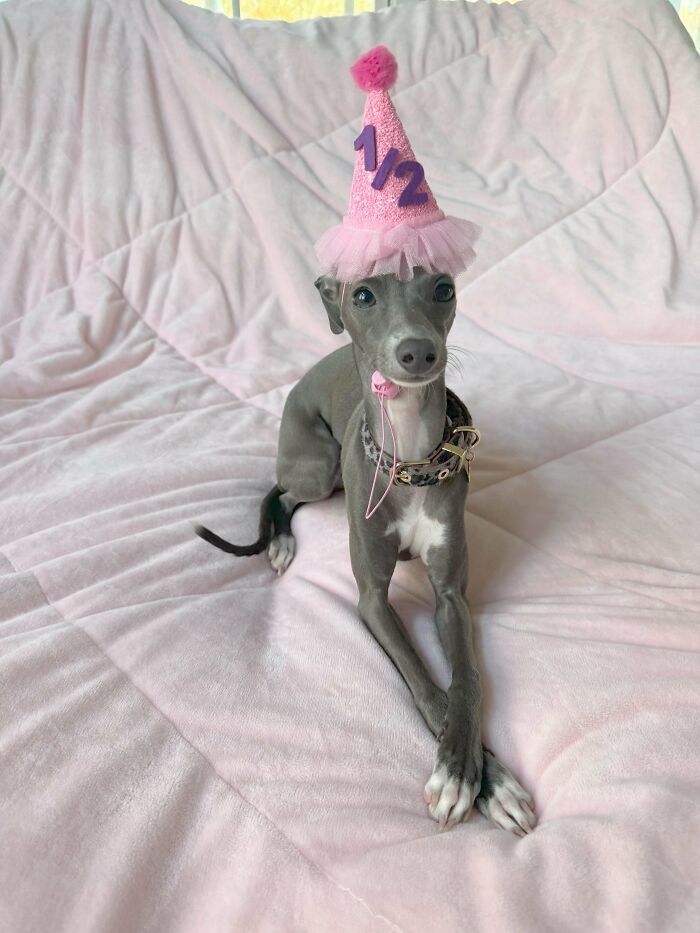 48 Adorably Silly Images Of Italian Greyhounds That Prove Why Everyone Is Obsessed With Them 48 Adorably Silly Images Of Italian Greyhounds That Prove Why Everyone Is Obsessed With Them