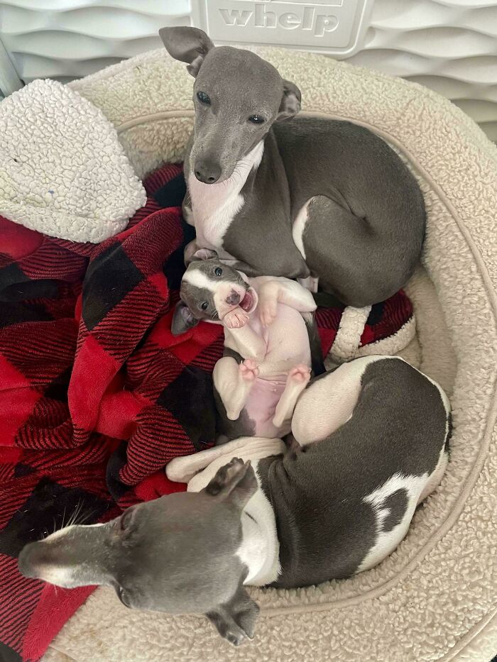 48 Adorably Silly Images Of Italian Greyhounds That Prove Why Everyone Is Obsessed With Them 48 Adorably Silly Images Of Italian Greyhounds That Prove Why Everyone Is Obsessed With Them