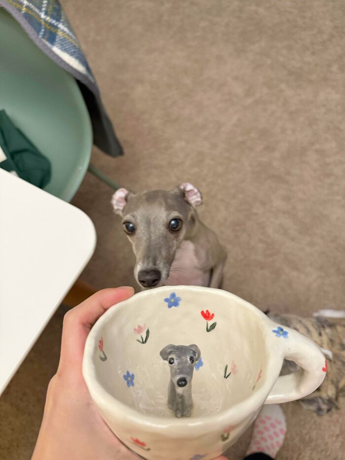 48 Adorably Silly Images Of Italian Greyhounds That Prove Why Everyone Is Obsessed With Them 48 Adorably Silly Images Of Italian Greyhounds That Prove Why Everyone Is Obsessed With Them
