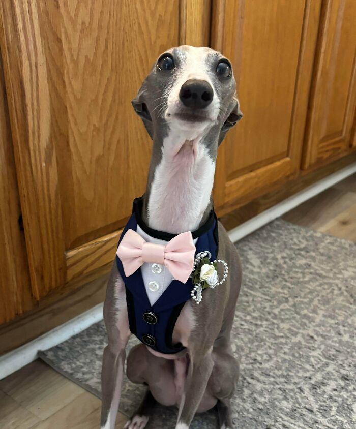 48 Adorably Silly Images Of Italian Greyhounds That Prove Why Everyone Is Obsessed With Them 48 Adorably Silly Images Of Italian Greyhounds That Prove Why Everyone Is Obsessed With Them