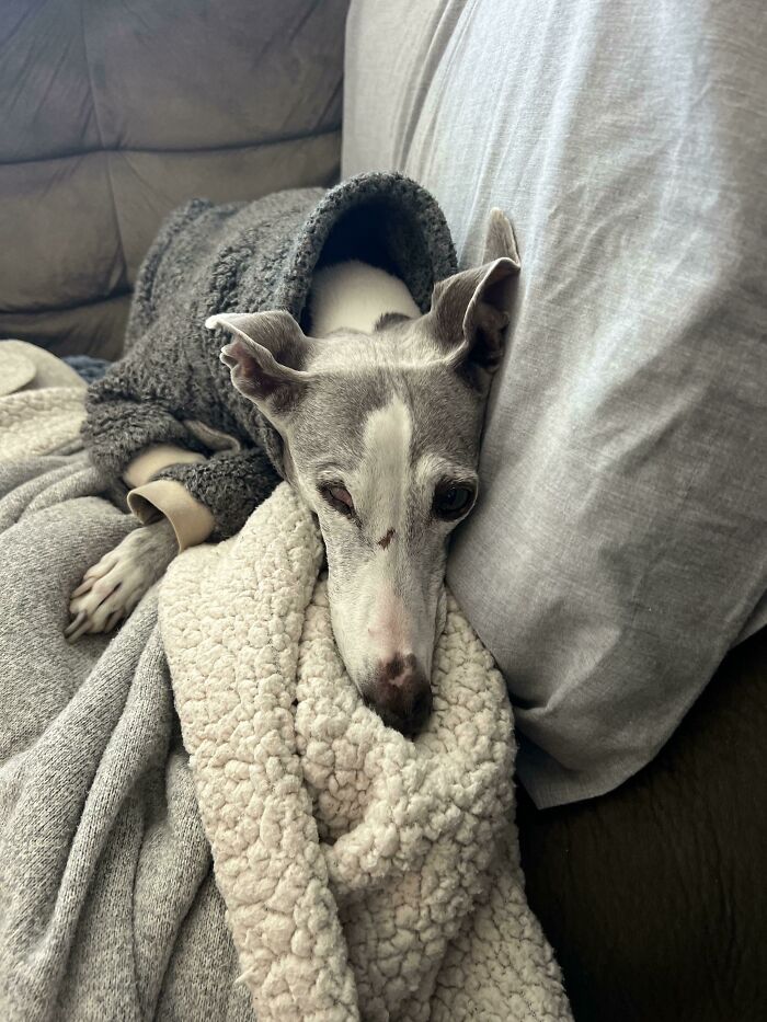 48 Adorably Silly Images Of Italian Greyhounds That Prove Why Everyone Is Obsessed With Them 48 Adorably Silly Images Of Italian Greyhounds That Prove Why Everyone Is Obsessed With Them