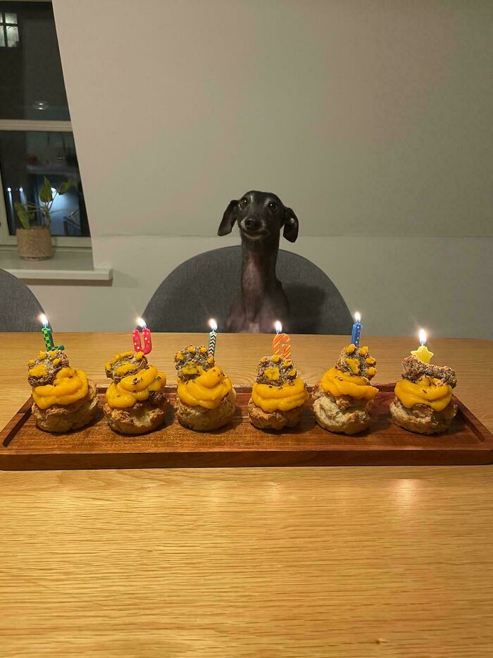 48 Adorably Silly Images Of Italian Greyhounds That Prove Why Everyone Is Obsessed With Them 48 Adorably Silly Images Of Italian Greyhounds That Prove Why Everyone Is Obsessed With Them