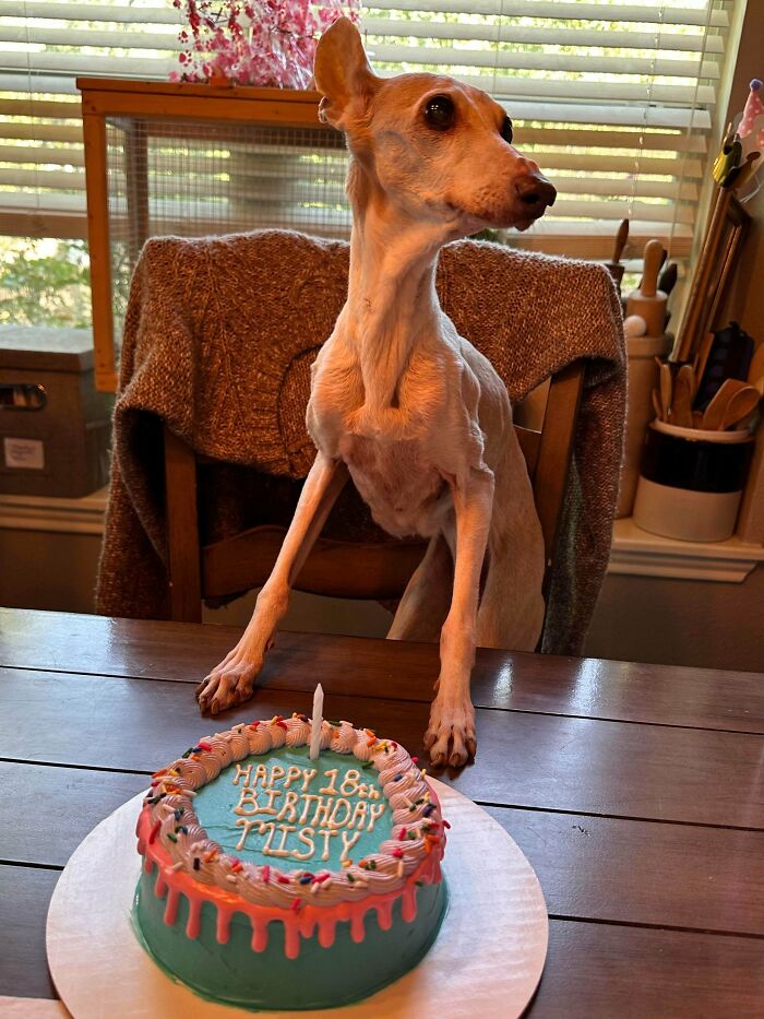 48 Adorably Silly Images Of Italian Greyhounds That Prove Why Everyone Is Obsessed With Them 48 Adorably Silly Images Of Italian Greyhounds That Prove Why Everyone Is Obsessed With Them