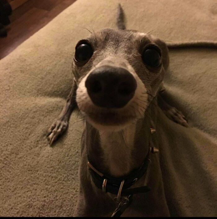 48 Adorably Silly Images Of Italian Greyhounds That Prove Why Everyone Is Obsessed With Them 48 Adorably Silly Images Of Italian Greyhounds That Prove Why Everyone Is Obsessed With Them