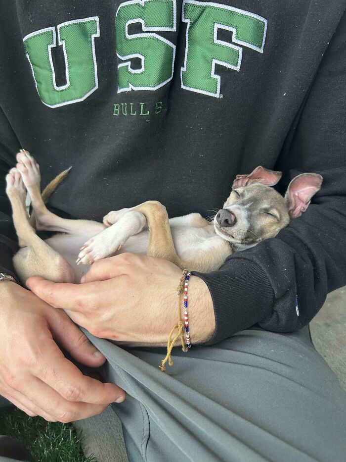48 Adorably Silly Images Of Italian Greyhounds That Prove Why Everyone Is Obsessed With Them 48 Adorably Silly Images Of Italian Greyhounds That Prove Why Everyone Is Obsessed With Them