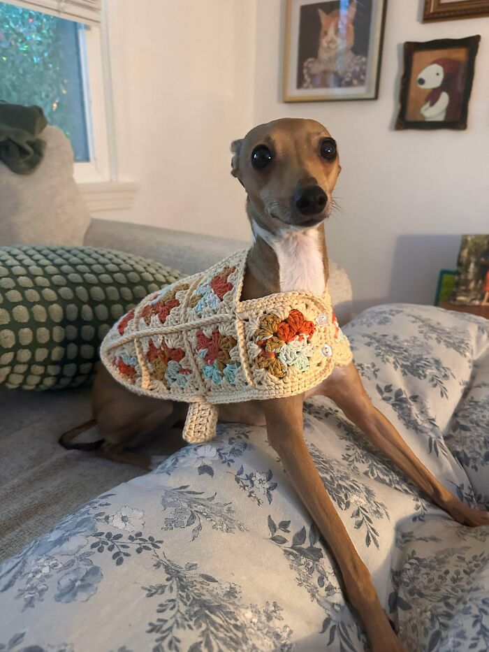 48 Adorably Silly Images Of Italian Greyhounds That Prove Why Everyone Is Obsessed With Them 48 Adorably Silly Images Of Italian Greyhounds That Prove Why Everyone Is Obsessed With Them