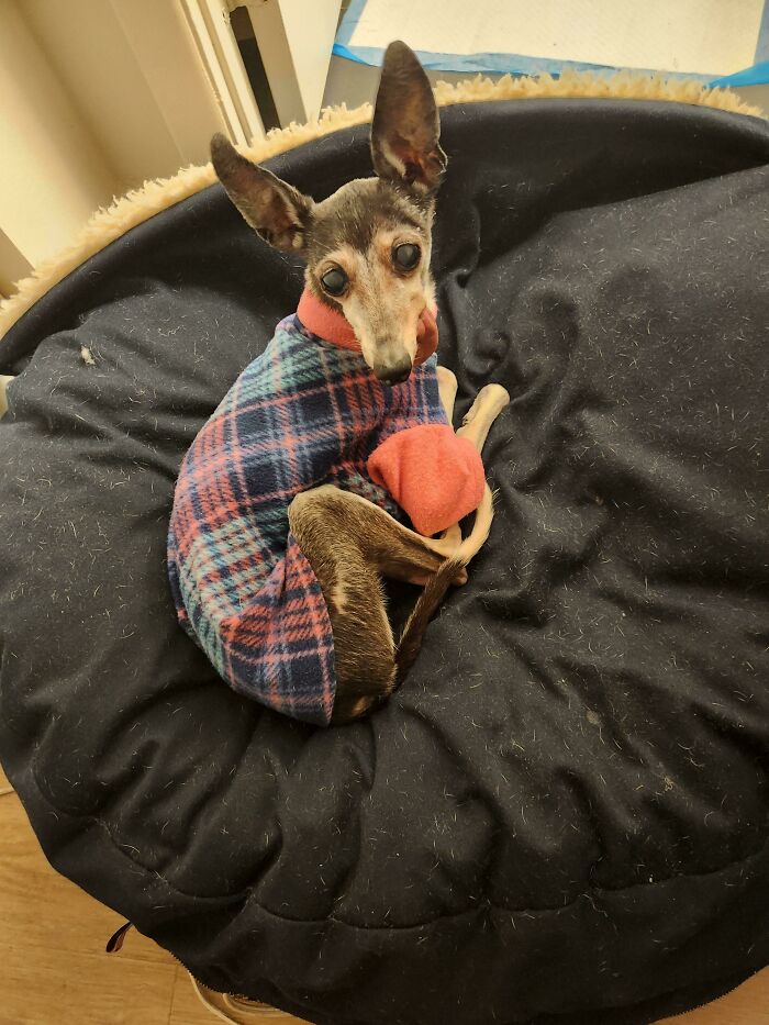 48 Adorably Silly Images Of Italian Greyhounds That Prove Why Everyone Is Obsessed With Them 48 Adorably Silly Images Of Italian Greyhounds That Prove Why Everyone Is Obsessed With Them