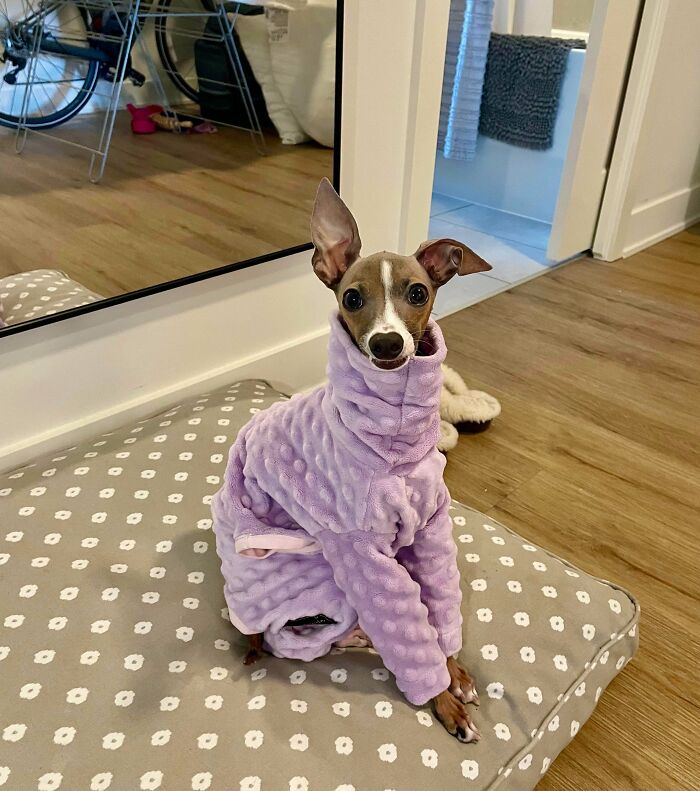 48 Adorably Silly Images Of Italian Greyhounds That Prove Why Everyone Is Obsessed With Them 48 Adorably Silly Images Of Italian Greyhounds That Prove Why Everyone Is Obsessed With Them