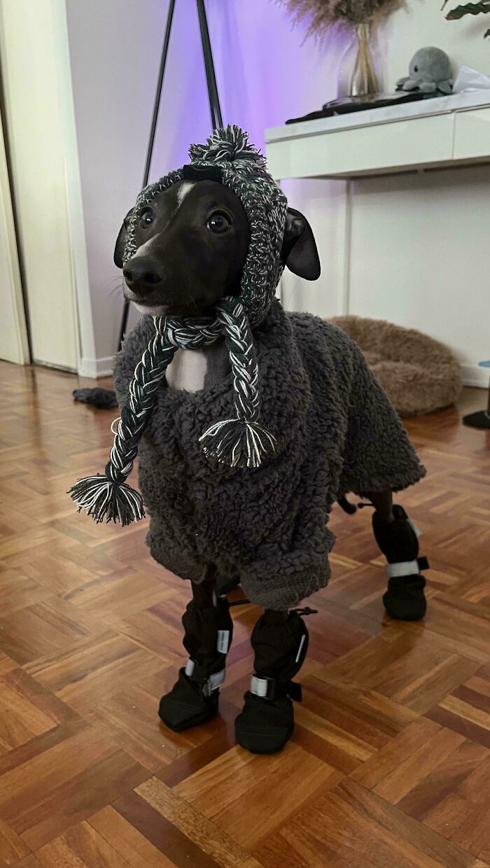 48 Adorably Silly Images Of Italian Greyhounds That Prove Why Everyone Is Obsessed With Them 48 Adorably Silly Images Of Italian Greyhounds That Prove Why Everyone Is Obsessed With Them