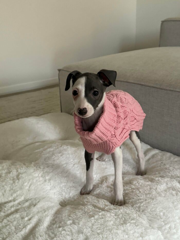 48 Adorably Silly Images Of Italian Greyhounds That Prove Why Everyone Is Obsessed With Them 48 Adorably Silly Images Of Italian Greyhounds That Prove Why Everyone Is Obsessed With Them