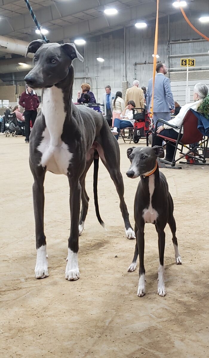 48 Adorably Silly Images Of Italian Greyhounds That Prove Why Everyone Is Obsessed With Them 48 Adorably Silly Images Of Italian Greyhounds That Prove Why Everyone Is Obsessed With Them