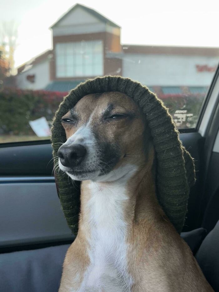 48 Adorably Silly Images Of Italian Greyhounds That Prove Why Everyone Is Obsessed With Them 48 Adorably Silly Images Of Italian Greyhounds That Prove Why Everyone Is Obsessed With Them