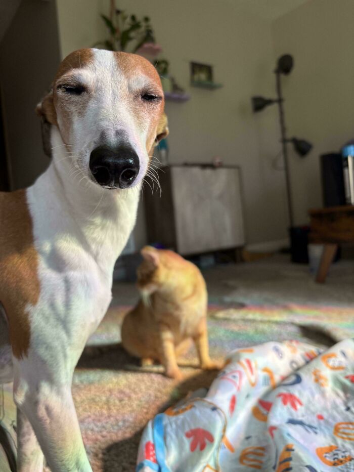 48 Adorably Silly Images Of Italian Greyhounds That Prove Why Everyone Is Obsessed With Them 48 Adorably Silly Images Of Italian Greyhounds That Prove Why Everyone Is Obsessed With Them