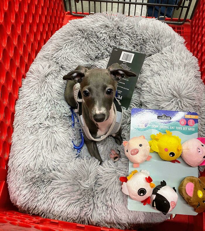 48 Adorably Silly Images Of Italian Greyhounds That Prove Why Everyone Is Obsessed With Them 48 Adorably Silly Images Of Italian Greyhounds That Prove Why Everyone Is Obsessed With Them