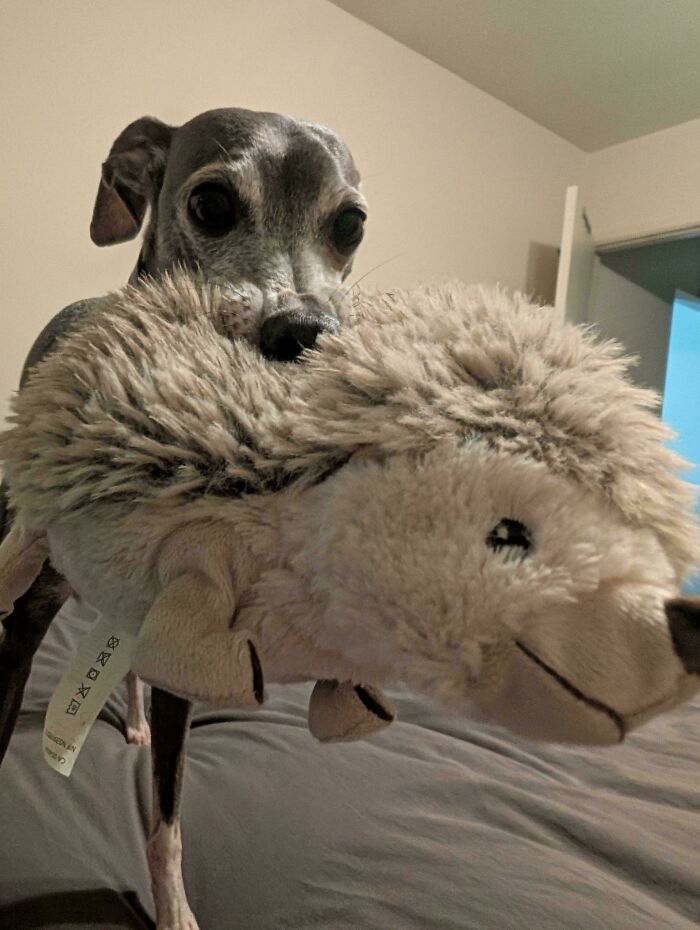 48 Adorably Silly Images Of Italian Greyhounds That Prove Why Everyone Is Obsessed With Them 48 Adorably Silly Images Of Italian Greyhounds That Prove Why Everyone Is Obsessed With Them