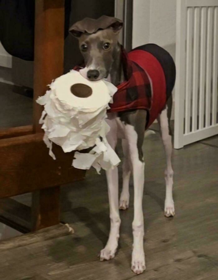 48 Adorably Silly Images Of Italian Greyhounds That Prove Why Everyone Is Obsessed With Them 48 Adorably Silly Images Of Italian Greyhounds That Prove Why Everyone Is Obsessed With Them