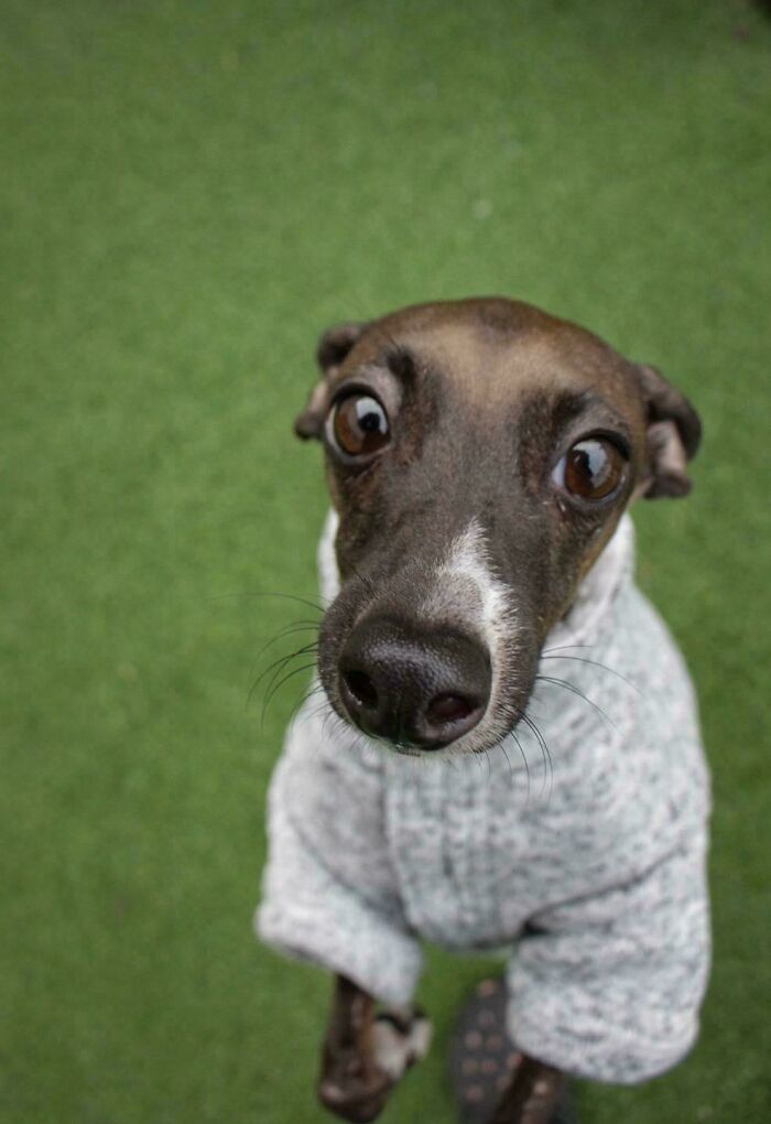 48 Adorably Silly Images Of Italian Greyhounds That Prove Why Everyone Is Obsessed With Them 48 Adorably Silly Images Of Italian Greyhounds That Prove Why Everyone Is Obsessed With Them