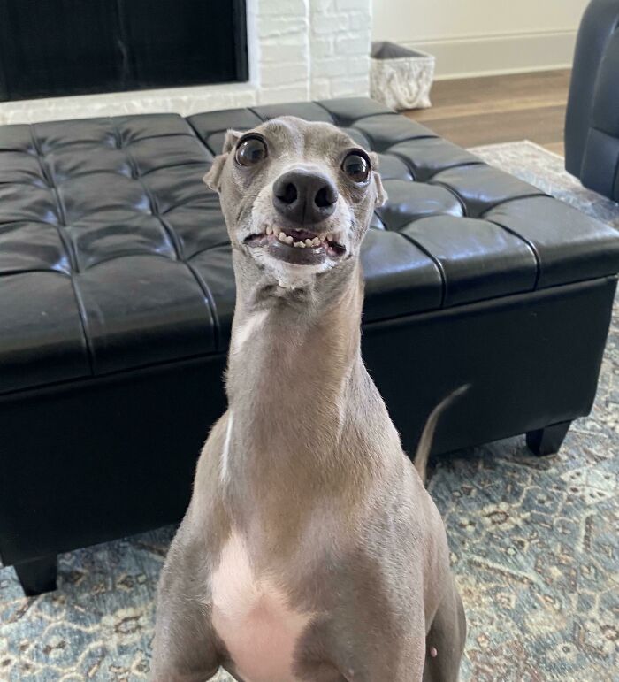 48 Adorably Silly Images Of Italian Greyhounds That Prove Why Everyone Is Obsessed With Them 48 Adorably Silly Images Of Italian Greyhounds That Prove Why Everyone Is Obsessed With Them