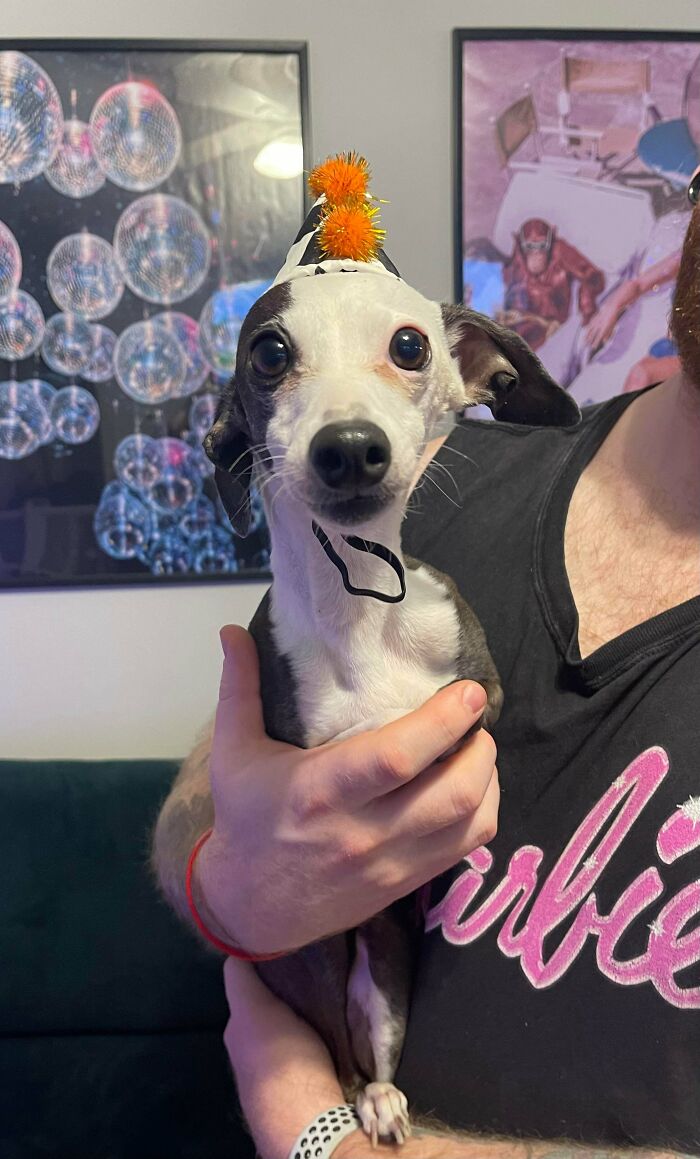 48 Adorably Silly Images Of Italian Greyhounds That Prove Why Everyone Is Obsessed With Them 48 Adorably Silly Images Of Italian Greyhounds That Prove Why Everyone Is Obsessed With Them