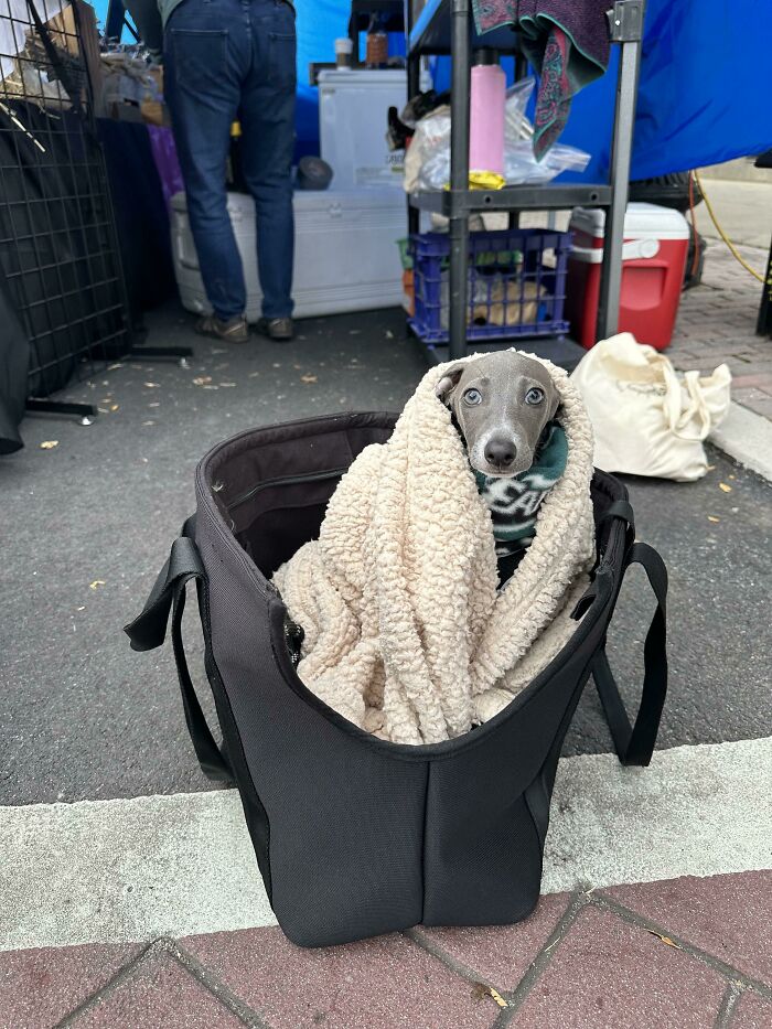 48 Adorably Silly Images Of Italian Greyhounds That Prove Why Everyone Is Obsessed With Them 48 Adorably Silly Images Of Italian Greyhounds That Prove Why Everyone Is Obsessed With Them